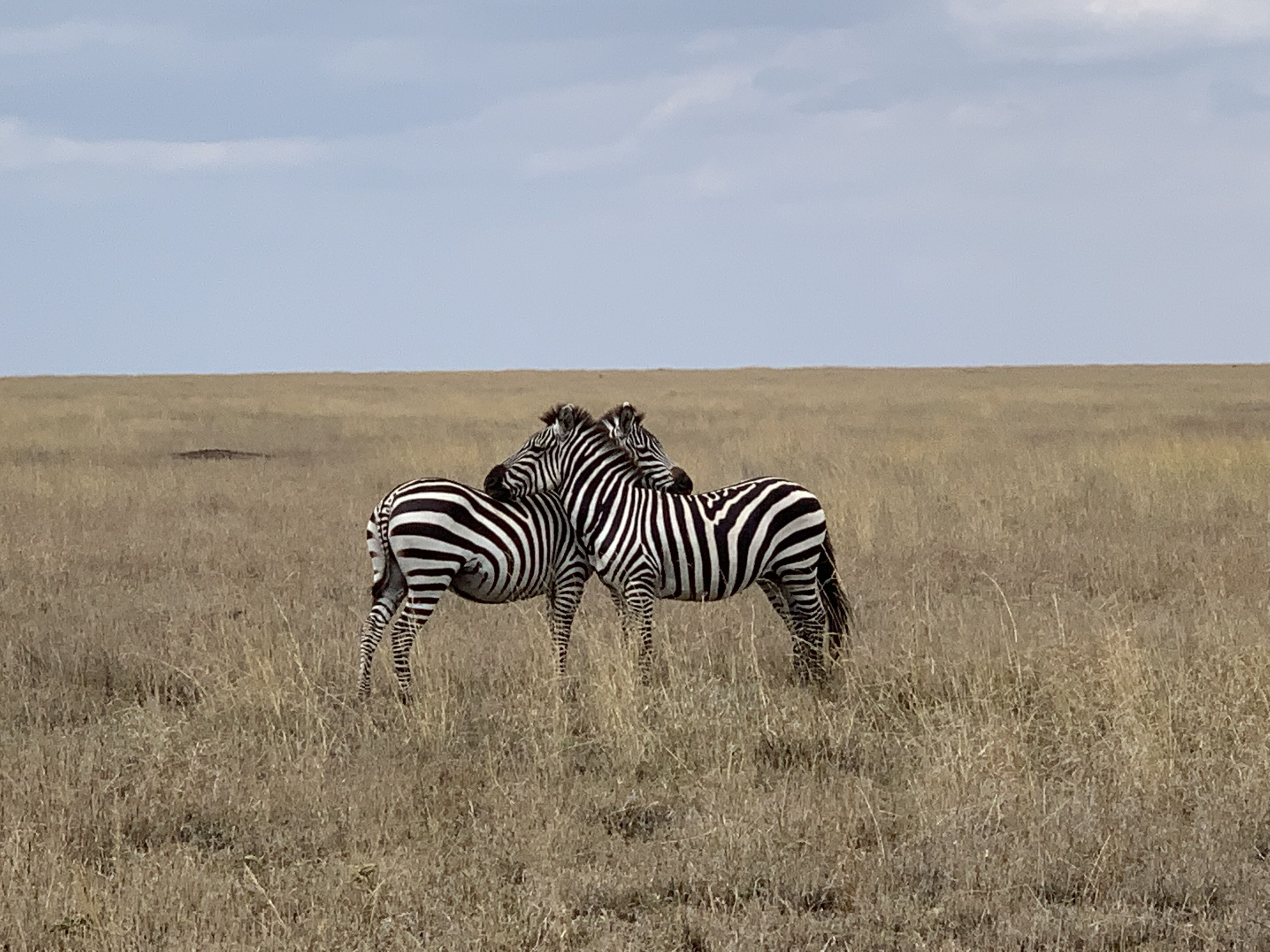 5 Day Safari in Tanzania